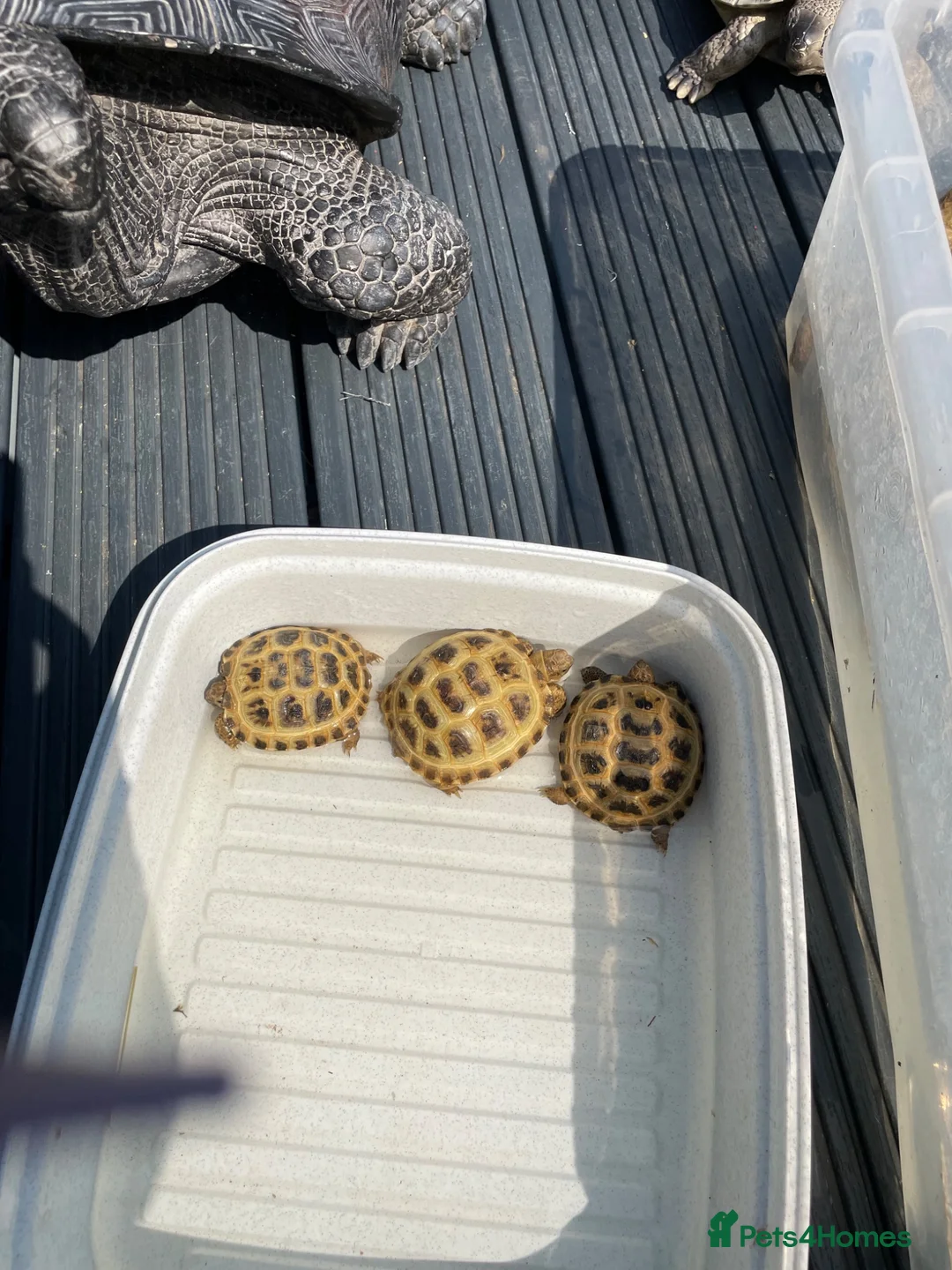 Tortoise reptiles for sale: Baby tortoise 1 year old - Advert 1