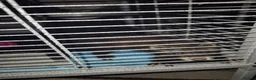 Ferret rodents for sale: mix polecat - Advert 3