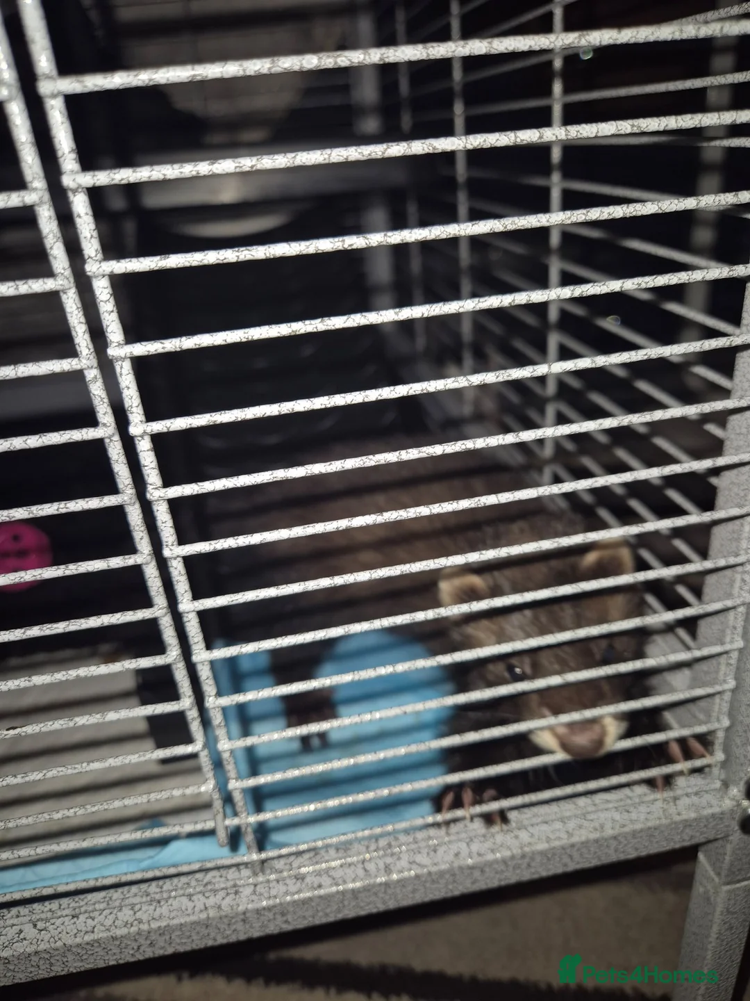 Ferret rodents for sale: mix polecat - Advert 3