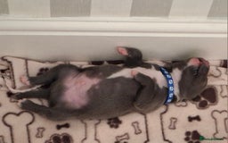 Staffordshire Bull Terrier dogs for sale: Male staffy ready 26th August - Image 2