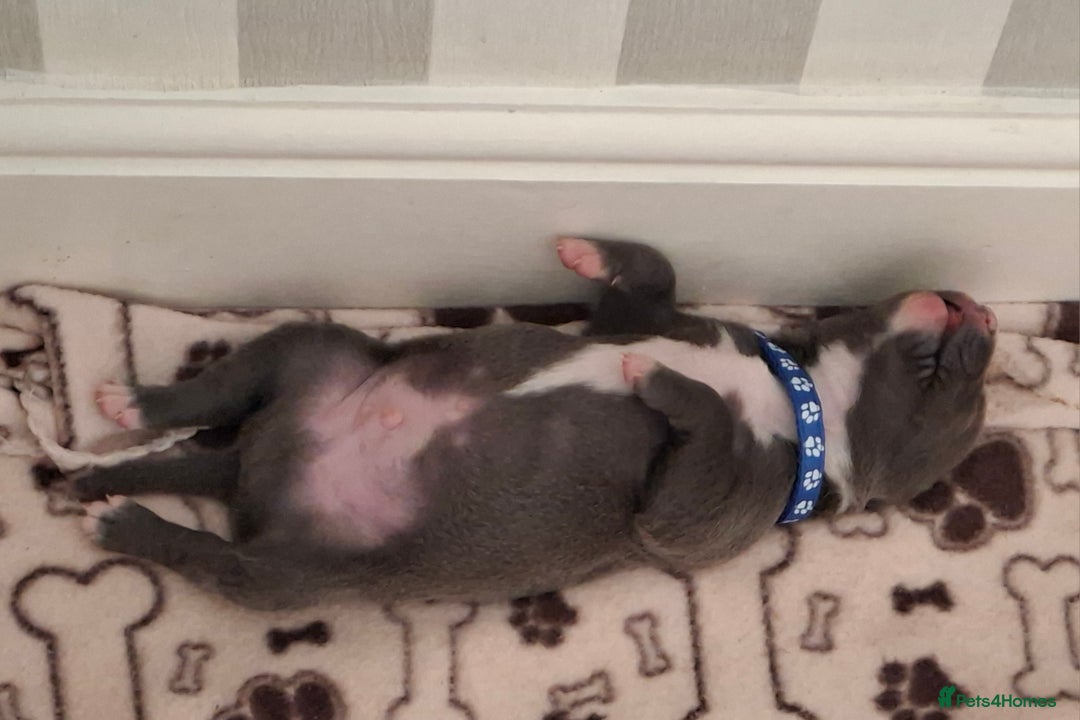 Staffordshire Bull Terrier dogs for sale: Male staffy ready 26th August - Image 2