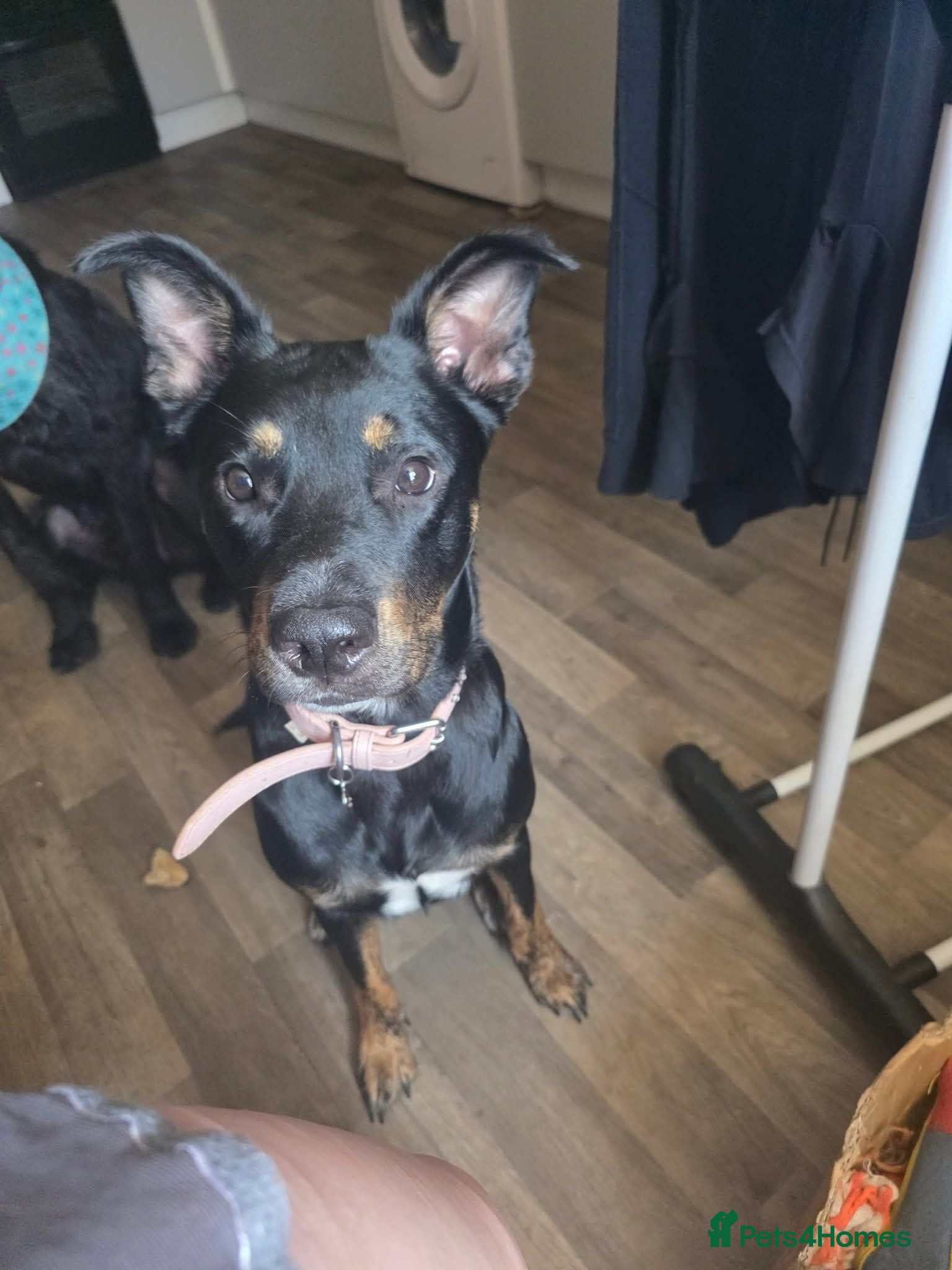 Mixed Breed dogs Beautiful female for stud - Advert 2