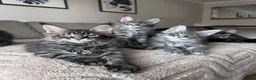 Maine Coon cats for sale: ✨5 Gorgeous Pure Breed Maine Coon Kittens✨ - Advert 6