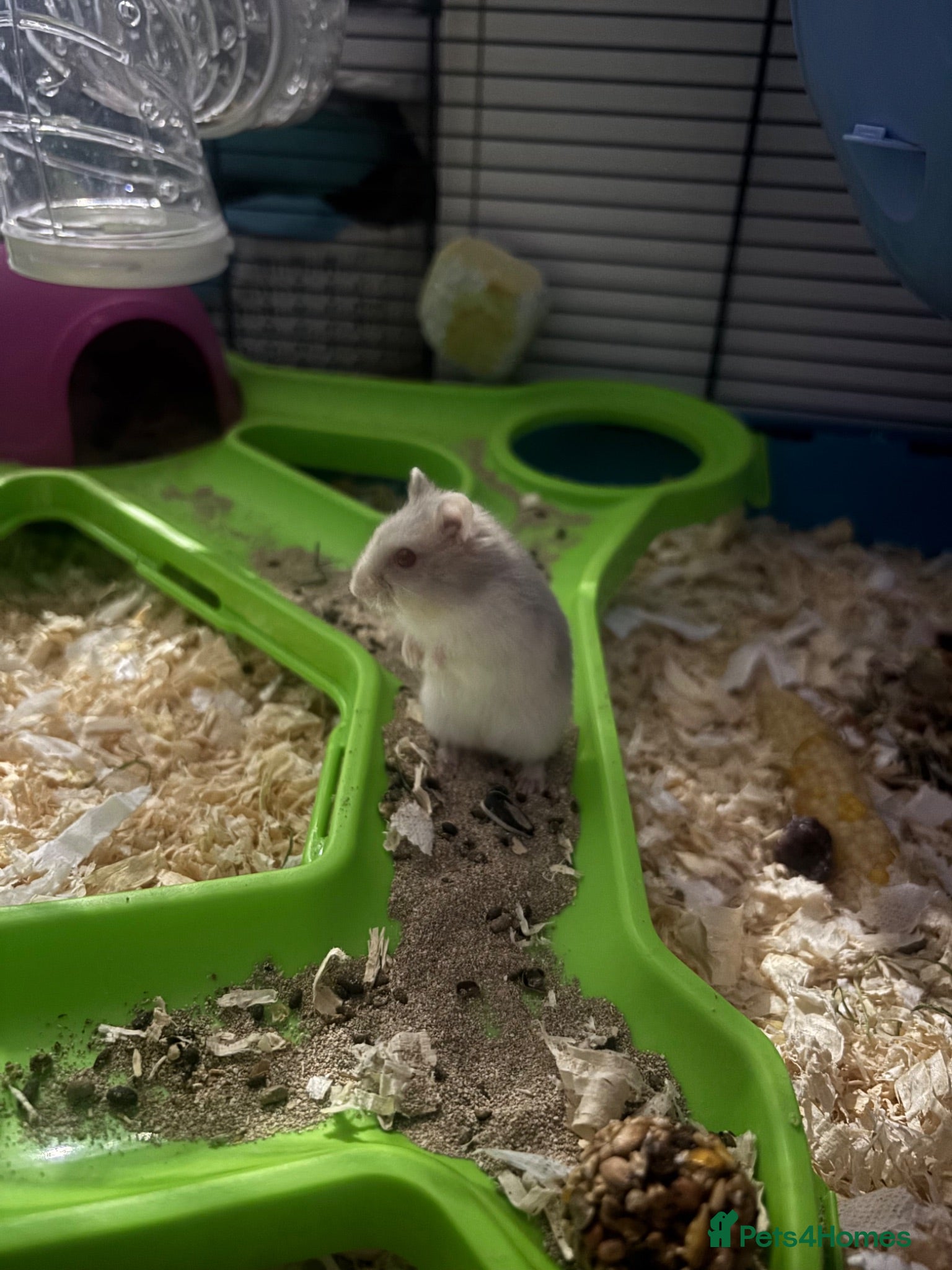 Hamster rodents 3 week old red eyed dwarf Russian hamsters - Advert 1