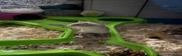 Hamster rodents for sale: 3 week old red eyed dwarf Russian hamsters in Gravesend - Advert 1
