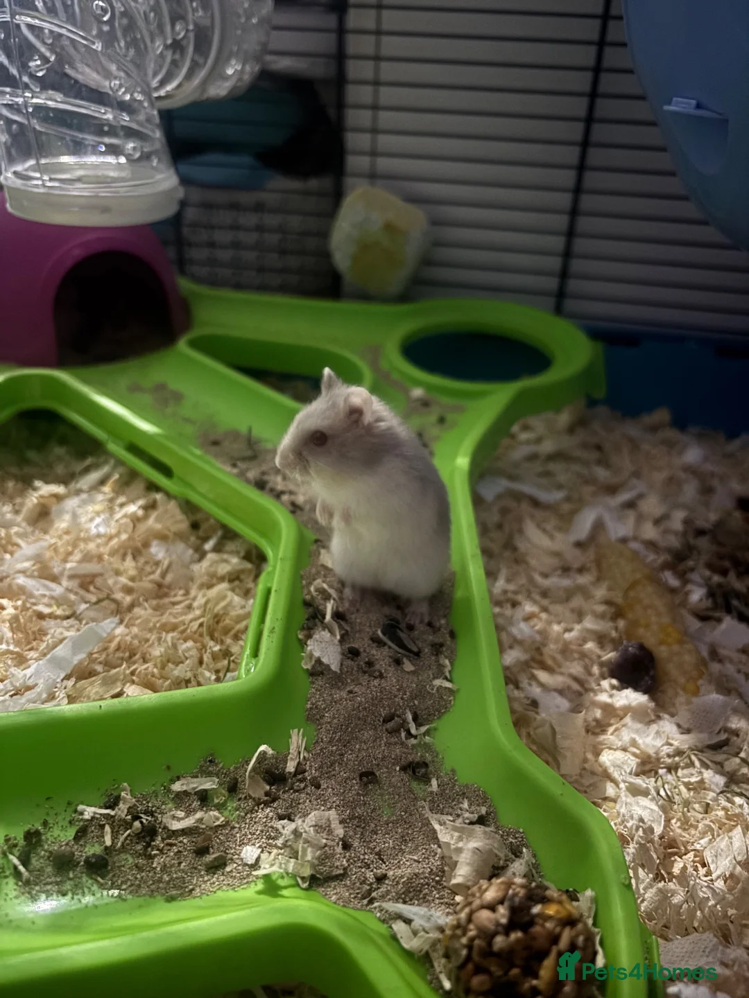 Hamster rodents for sale: 3 week old red eyed dwarf Russian hamsters in Gravesend - Advert 1