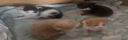 Mixed Breed cats for sale: Beautiful Mixed Breed Kittens - Advert 5