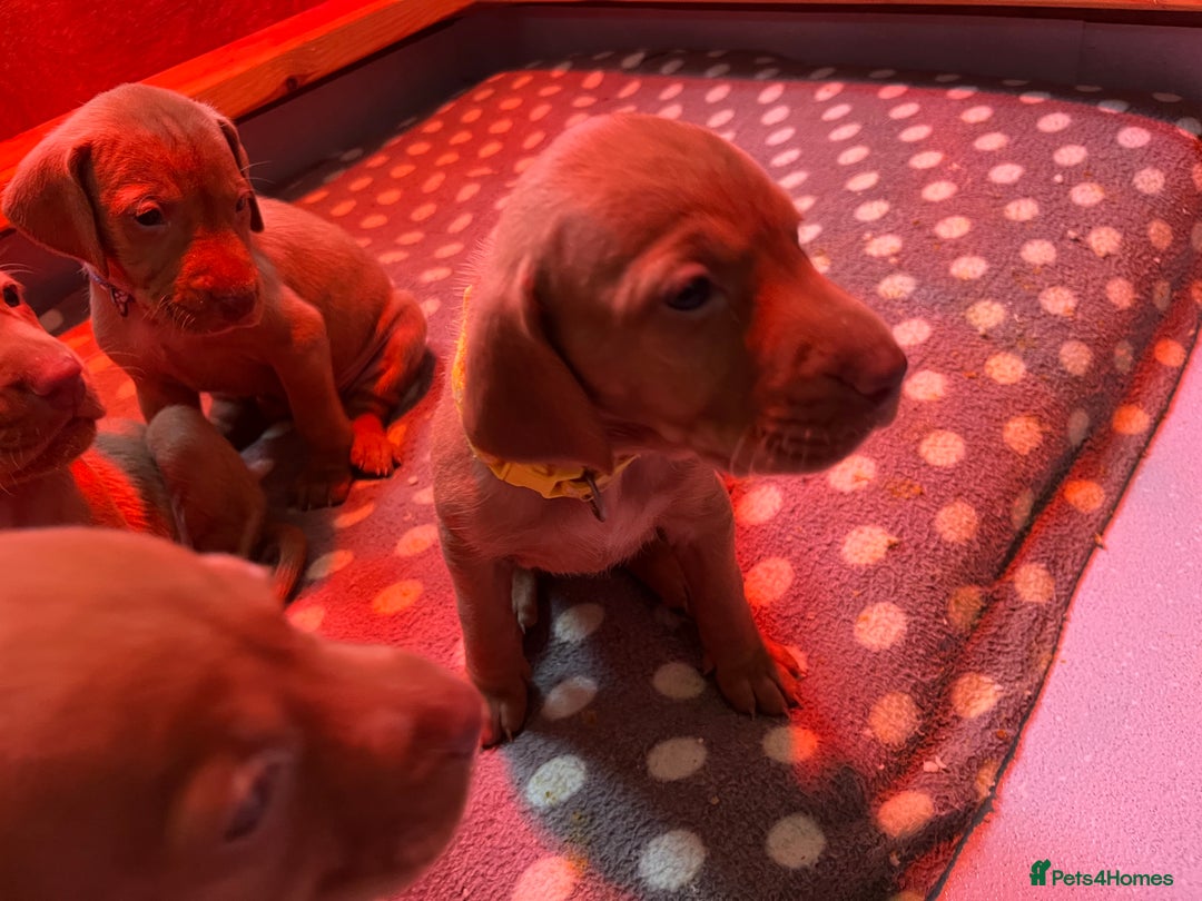 Hungarian Vizsla dogs for sale: Wonderful puppies from mum with 0/0 hip score.  - Image 2