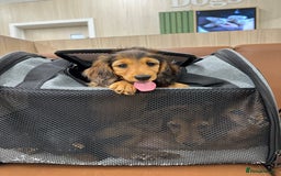 Dachshund dogs for sale: KC Registered Quality Mini Dachshunds long hair  - Image 9