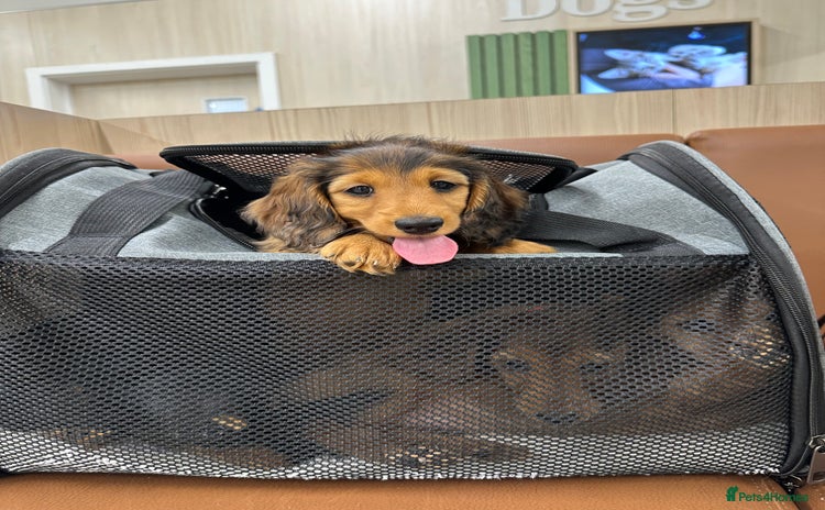 Dachshund dogs - Advert 1