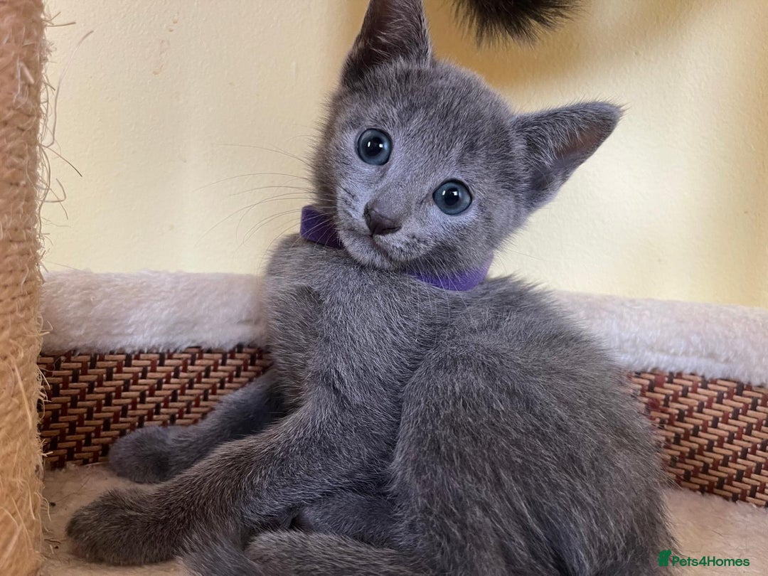 Russian Blue cats for sale: Pure Breed Russian Blue TICA registered  - Image 7