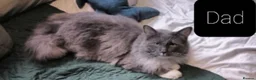 Maine Coon cats for sale: Maincoon ×Ragdoll (Ragcoon)  now available.  - Advert 11