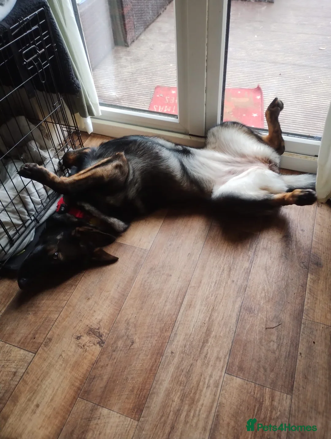 German Shepherd dogs for sale: German Shepherd Female Looking for a Loving Home in Rochester - Advert 2