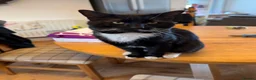 Bombay cats for sale: Beautiful Bombay x BSH Tuxedo Kittens in Bury - Advert 5
