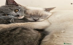 Mixed Breed cats for sale: Beautiful British Shorthair Cross  - Image 23