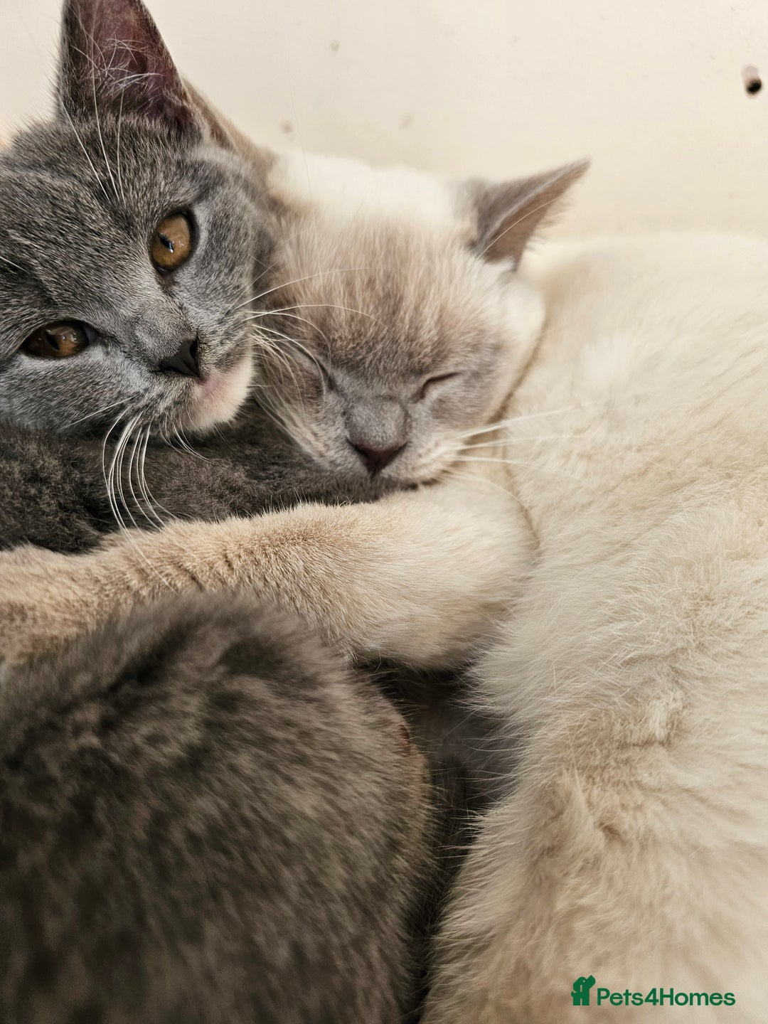 Mixed Breed cats for sale: Beautiful British Shorthair Cross  - Image 23