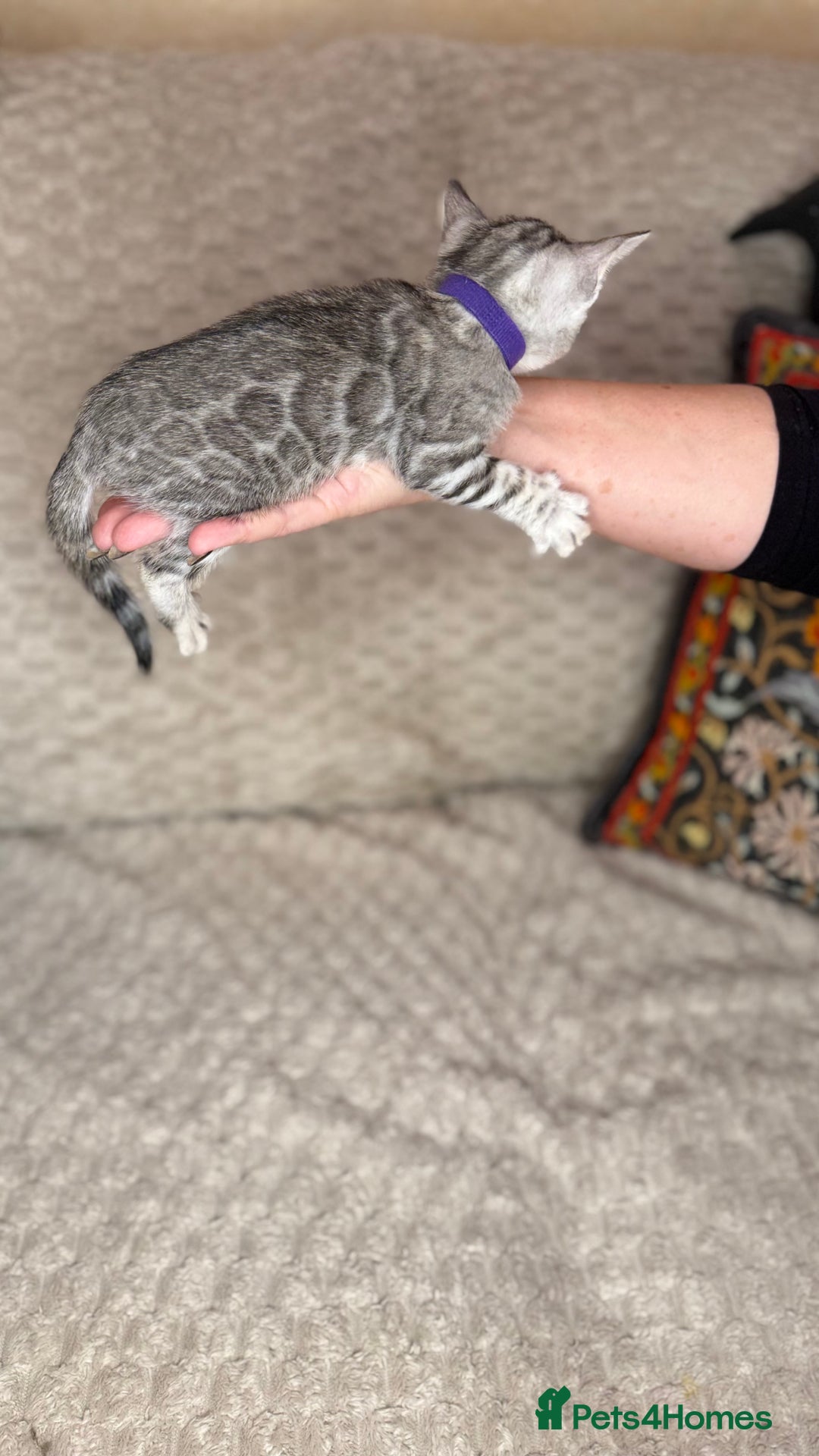 Bengal cats for sale: Pure Bengal kittens for sale  - Advert 16