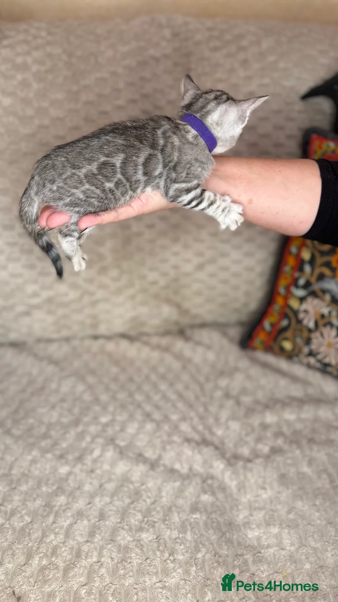 Bengal cats for sale: Pure Bengal kittens for sale just 2 boys left.  - Advert 27