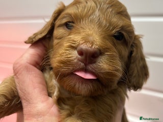 Cockapoo dogs F1 TOY SHOW TYPE DNA 🧬 CLEAR COCKAPOO BABIES 🧸 - Advert 15