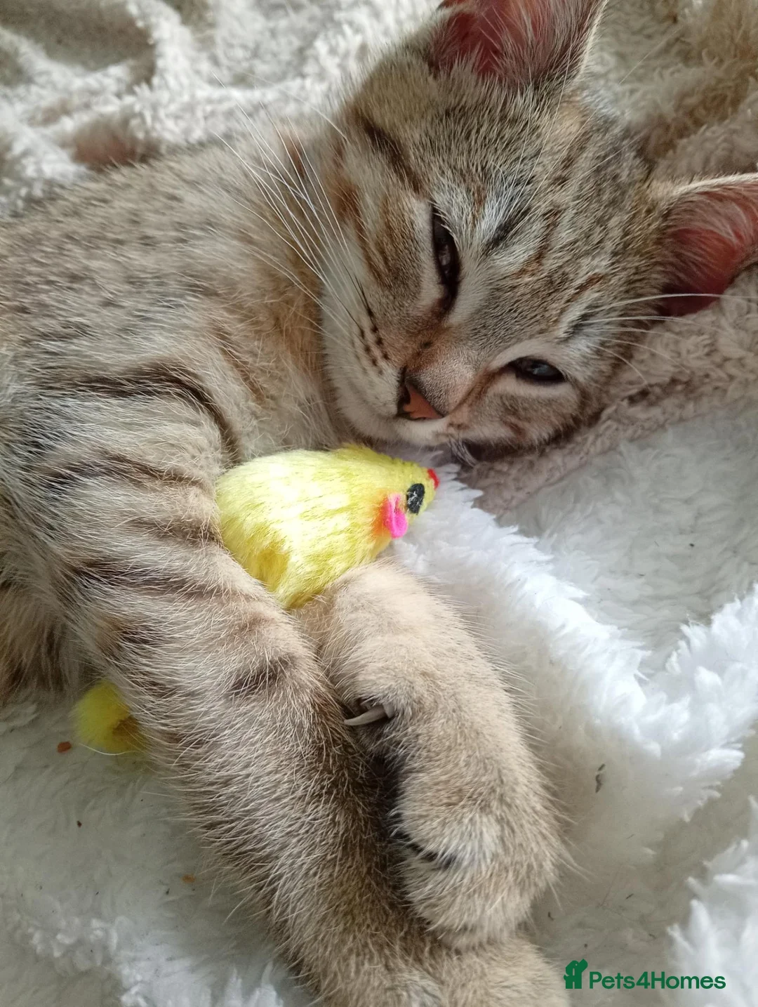 Mixed Breed cats for sale: Male kitten in Truro - Advert 1
