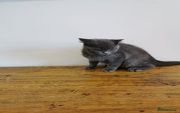 British Shorthair cats for sale: REDUCED LAST 4 REMAINING! TICA BRITISH SHORTHAIRS - Image 9