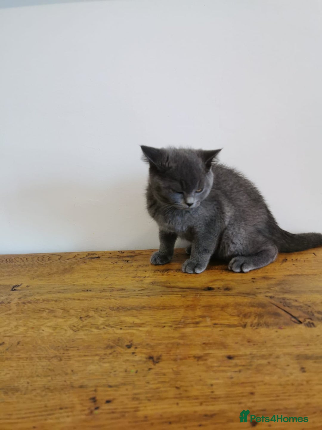 British Shorthair cats for sale: REDUCED LAST 4 REMAINING! TICA BRITISH SHORTHAIRS - Image 9