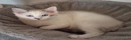 Ragdoll cats for sale: Pure bred Ragdoll Kitten High White Bi-Colour  - Advert 3