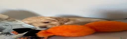 Cockapoo dogs for sale: 🐾💕7 GORGEOUS COCKAPOOS GIRLS 💕🐾 in Littlehampton - Advert 36