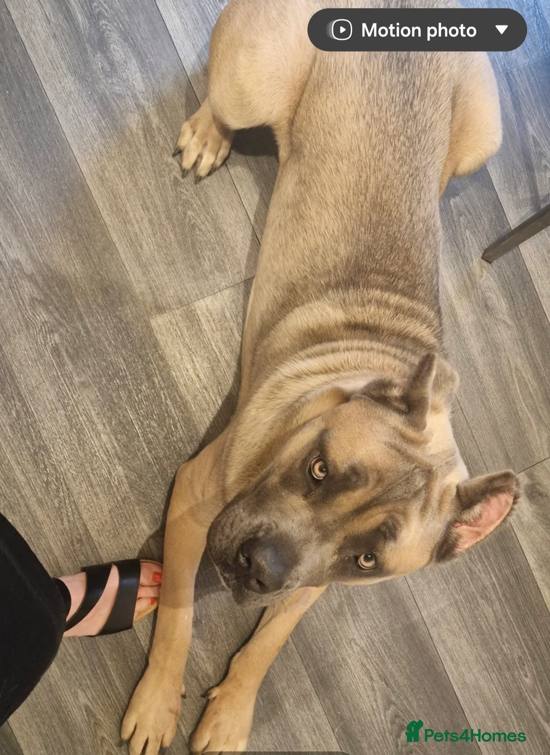 Cane Corso dogs for sale: Beautiful female Cane Corso in Whitby - Advert 2