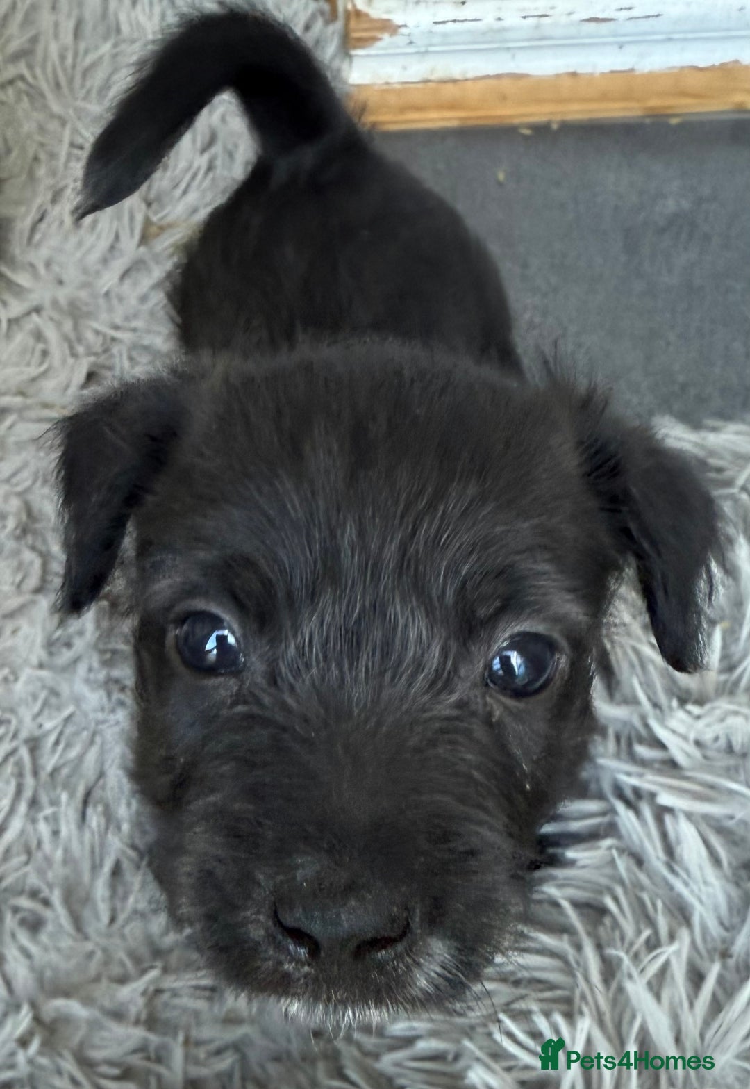 Glen of Imaal Terrier dogs for sale: Rare and beautiful  - Image 4