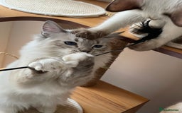 Ragdoll cats for sale: Ragdoll kittens from Moonliteyecats  - Image 19