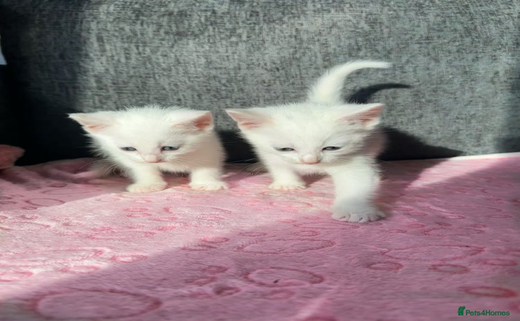 Turkish Angora cats - Advert 1