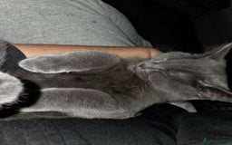 British Shorthair cats for sale: ☆ 6month male british shorthair kitten ☆ - Advert 8