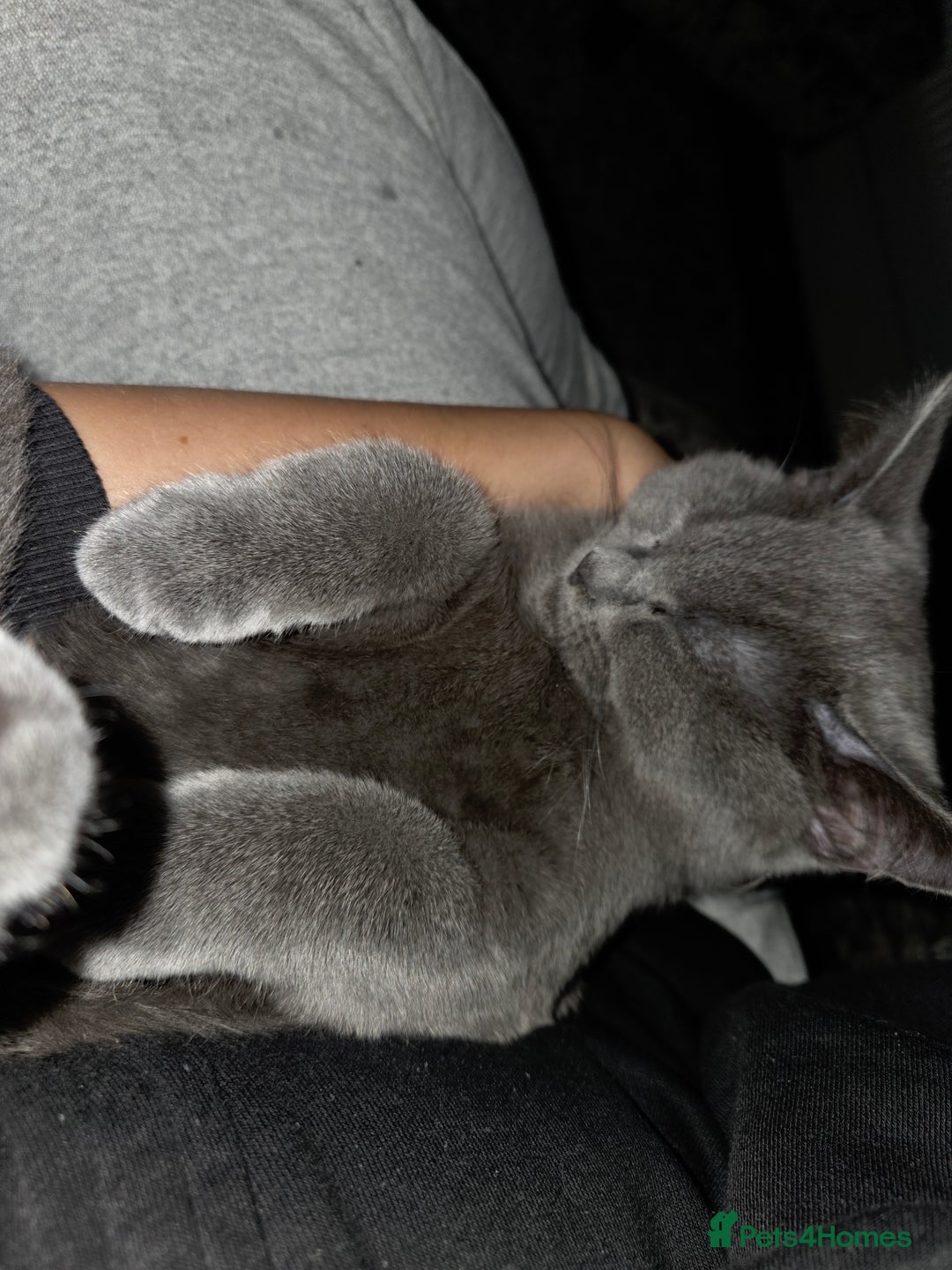 British Shorthair cats for sale: ☆ 6month male british shorthair kitten ☆ - Advert 8