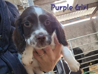 English Springer Spaniel dogs READY NOW Springer Spaniel Pups - Advert 7