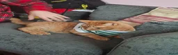 Domestic Shorthair cats for sale: For sale in Portsmouth - Advert 8