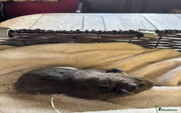 Guinea Pig rodents for sale: Beautiful baby guinea pigs for sale  - Image 12