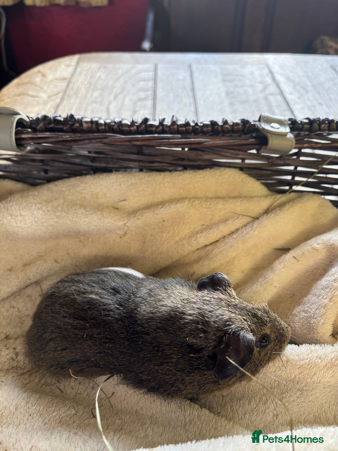 Guinea Pig rodents for sale: Beautiful baby guinea pigs for sale  - Image 12