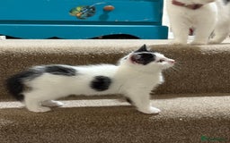 Mixed Breed cats for sale: White and black kittens - Image 15