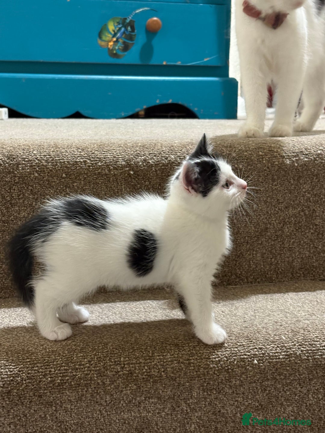 Mixed Breed cats for sale: White and black kittens - Image 15