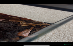 Gecko reptiles for sale: Brown Dalmatian Crested Gecko in Banbury - Image 7