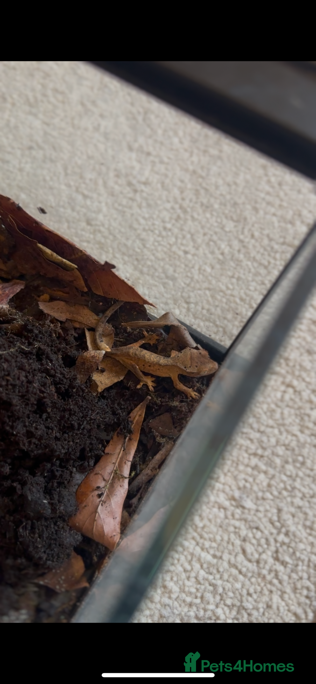 Gecko reptiles for sale: Brown Dalmatian Crested Gecko in Banbury - Image 7