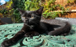 Turkish Angora cats for sale: ⭐️ Beautiful Turkish Angora X Bengal kittens ⭐️ - Image 4