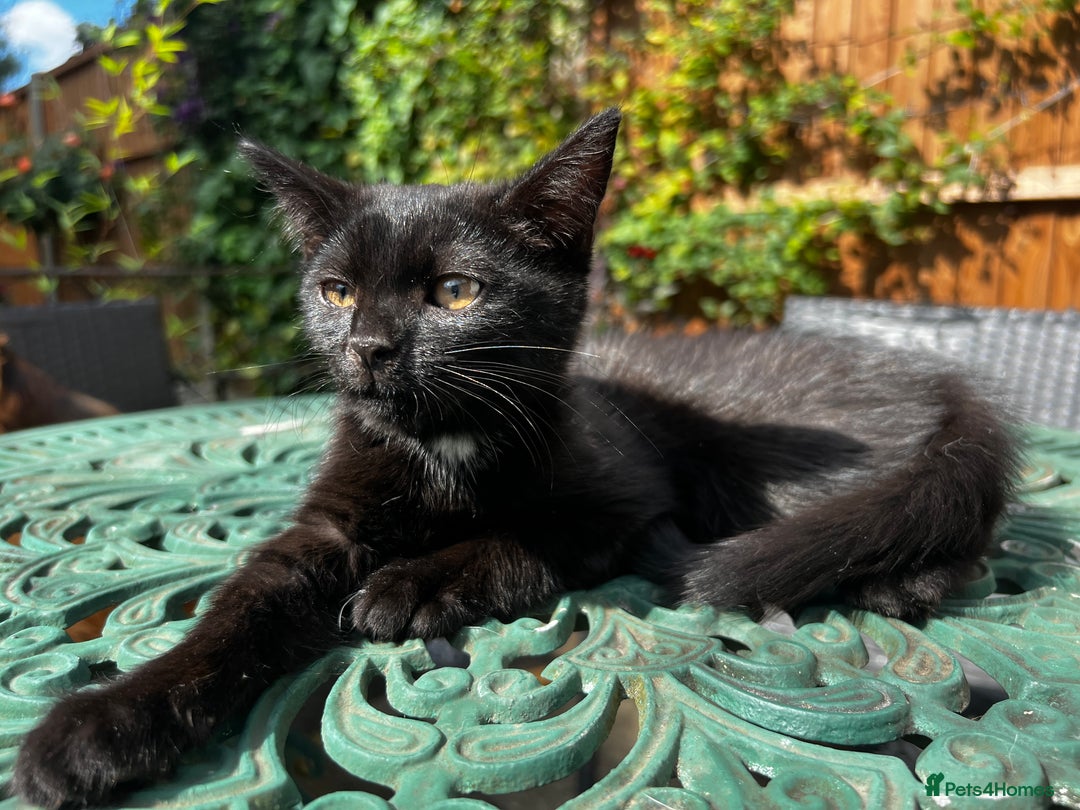 Turkish Angora cats for sale: ⭐️ Beautiful Turkish Angora X Bengal kittens ⭐️ - Image 4