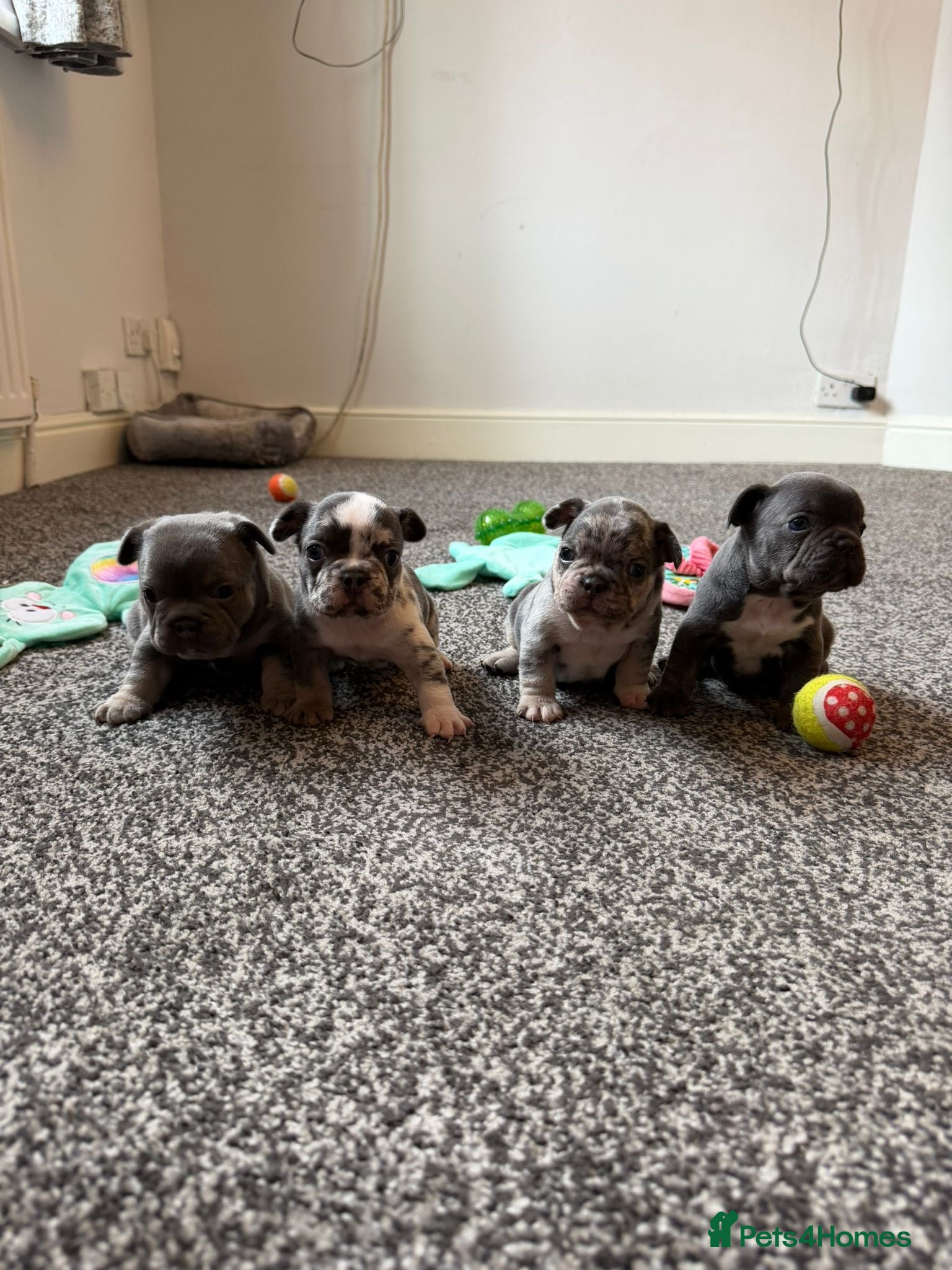 French Bulldog dogs K.C registered French bulldog  - Advert 18