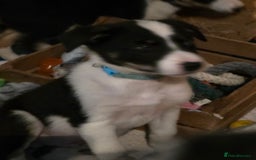 Border Collie dogs for sale: Border collie puppies - Image 7