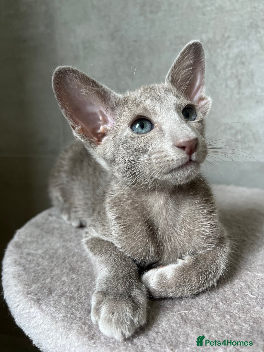 Oriental cats for sale: Oriental and Siamese kittens GCCF reg - Image 19
