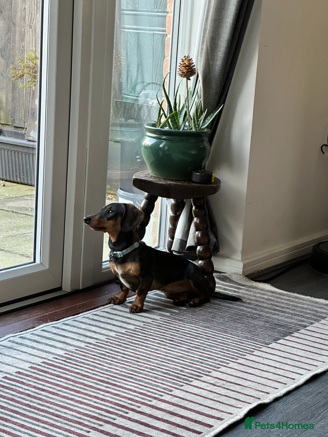 Miniature Dachshund dogs for sale: Miniature Dachshund Female. 6 Month’s Old.  - Advert 3