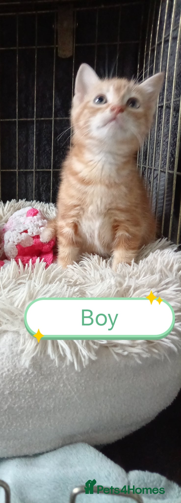 Mixed Breed cats Kittens adorable  - Advert 16