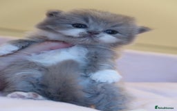 British Shorthair cats for sale: BSH/BLH Females TICA Reg  - Image 9